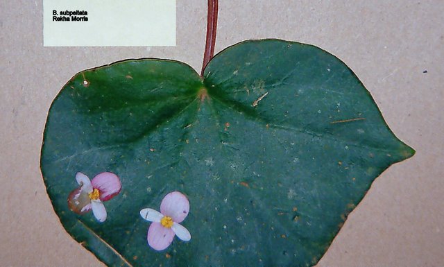 B. subpeltata
